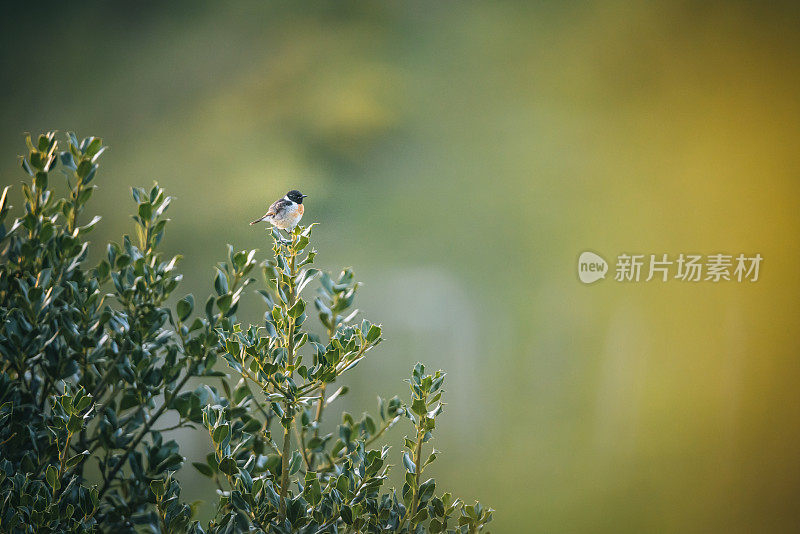 一种欧洲石茶(Saxicola rubicola)栖息在树上